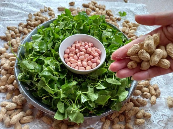 Lạc luộc là nguồn cung cấp nhiều dưỡng chất thiết yếu cho sức khỏe